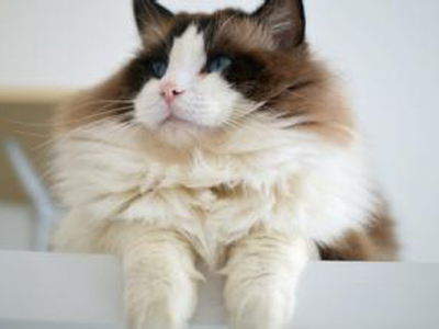 1469605327943698.jpg 布偶猫.jpg