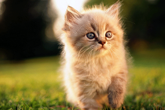 1519462662360447.gif dffffffffffffff.gif